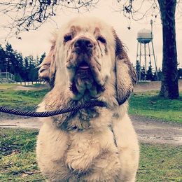 Clumber Spaniels from Lake Desire Clumber Spaniels