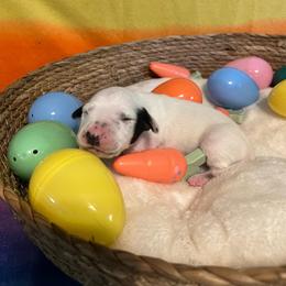 Boy 3 - White and black male Dalmatian puppy in Claremore, Oklahoma from Lotsofdots Dalmatians