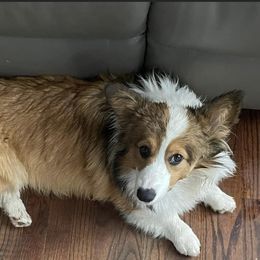CoMing home sept 24th - Pembroke Welsh Corgi
