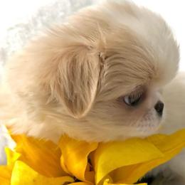Akira - Lemon and white male Japanese Chin puppy in Davisville, Missouri from Uniquely Yours, Shelly’s Japanese Chins