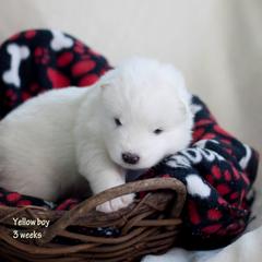 Samoyed Puppies from Desert Rose Samoyeds