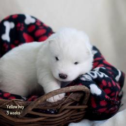 Samoyed Puppies from Desert Rose Samoyeds