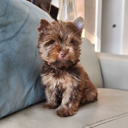 Yorkshire Terrier Puppies from North Texas AKC Yorkies