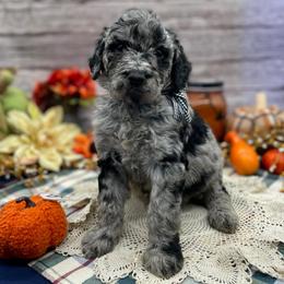Mica - Merle male Goldendoodle puppy in Lisbon, Ohio from Willow Lane Doodles