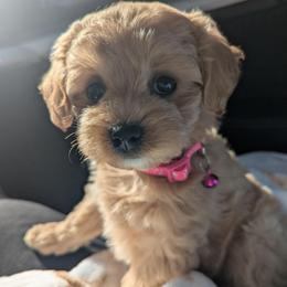 Brandi - Cream female Maltipoo puppy in Fife, Washington from Joyful Pups