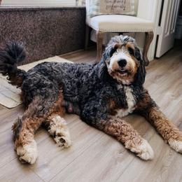Bailey - Bernedoodle