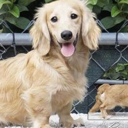 Sparkle - Dachshund