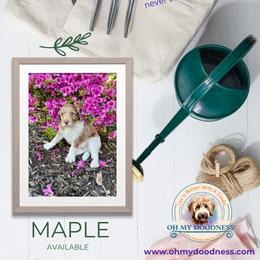 Goldendoodle Puppies from Jeremy Dafoe