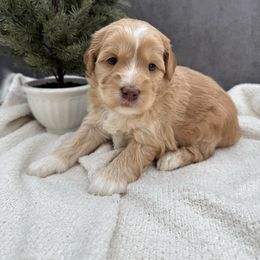 Max - Caramel male Australian Labradoodle puppy in Denton, Texas from Liberty Hill Labradoodles