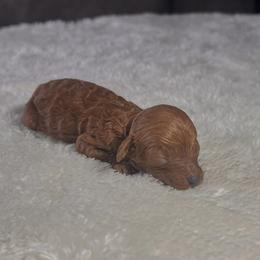 Wendy's - Red female Cavapoo puppy in Kirksville, Missouri from Show Me Poodles Doodles and Cavaliers