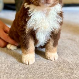Tri female 2 - Red tri female Miniature Australian Shepherd puppy in Lemon Cove, California from Magic Ranch Mini Aussies