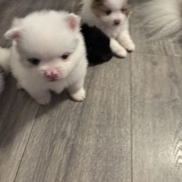 Pomeranian Puppies from Wickedly Cute Puppies
