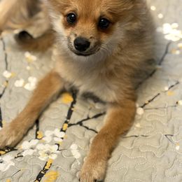 Wally - Orange sable male Pomeranian puppy in Midland, Michigan from Brandi’s Pomeranian Pups