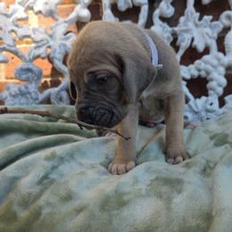 Tonks - Fawn female Great Dane puppy in Arlington, Texas from Scoober Danes