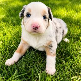 Glacier - Blue Merle Male - Blue merle male Australian Shepherd puppy in Hugo, Colorado from Frying Pan Ranch Australian Shepherds