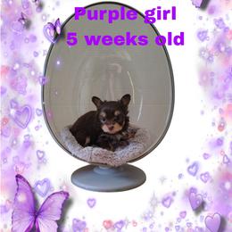 Girl 2 - Chocolate female Morkie puppy in Inverness, Florida from Morkies and More