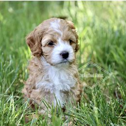 Cockapoo and Poodle Puppies from The Redbud Roost