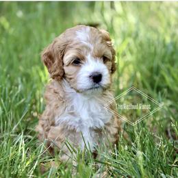 Cockapoo and Poodle Puppies from The Redbud Roost