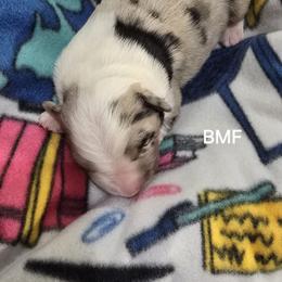 Girl 1 - Blue merle female Miniature Australian Shepherd puppy in Bend, Oregon from Badlands Toy and Mini Aussies
