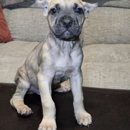 Cider - Gray and fawn male Cane Corso puppy in Elkhart, Indiana from Martins Almighty Cane Corsos