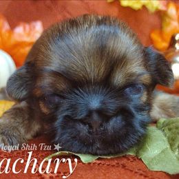 Zachary - Red and white male Shih Tzu puppy in Peoria, Arizona from Loyal Shih Tzu