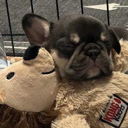 French Bulldogs from Jenny Lorton