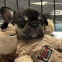 French Bulldogs from Jenny Lorton