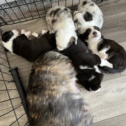 Cardigan Welsh Corgi Puppies from Beug Corgis