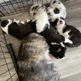 Cardigan Welsh Corgi Puppies from Beug Corgis