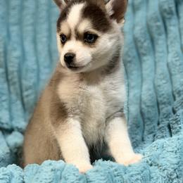 Mason - Gray and white male Pomsky puppy in Aberdeen, Idaho from Willow Creek Cresteds