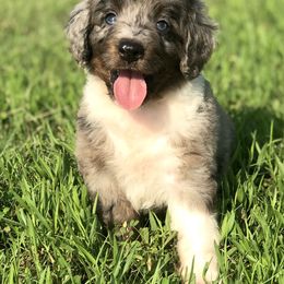 Aussiedoodle, Miniature Australian Shepherd, and Poodle Puppies from Classic K9’s  Aussies & Doodles