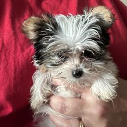 Yorkshire Terrier Puppies from Rosenthal Yorkies