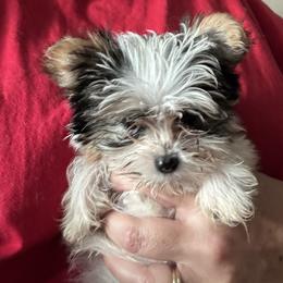 Yorkshire Terrier Puppies from Rosenthal Yorkies