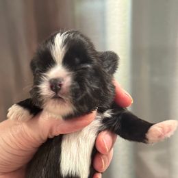 Girl 4 - Black and white female Shih Tzu puppy in Mobile, Alabama from FluffyTail Shih Tzu