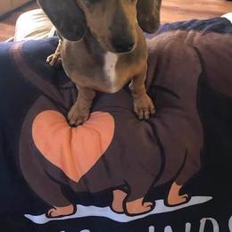 Dachshunds from Marcia's Dachshunds
