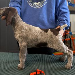 Orange Girl - Liver and white female German Shorthaired Pointer puppy in Bryan, Texas from Ehrenvogel and Bessdach Kennels