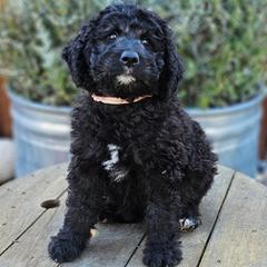 Double Doodle, Goldendoodle, and Labradoodle Puppies from The Doodle Ranch-California