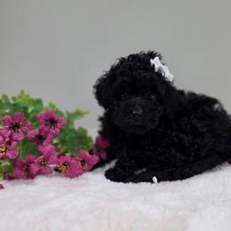 Chyna (AKC) - Black female Poodle puppy in Rainbow City, Alabama from Spinks Poodles