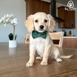 Buzz - Cream male Companion Cross puppy in Utah County, Utah from Big Hearted Breeders