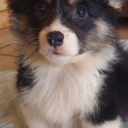 American Corgis and Pembroke Welsh Corgis from Skoal Creek Corgi's