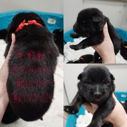 Boy 7 - Black and tan German Shepherd puppy in Georgia from The Creative Rhone Kennel