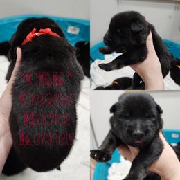 Boy 7 - Black and tan German Shepherd puppy in Georgia from The Creative Rhone Kennel