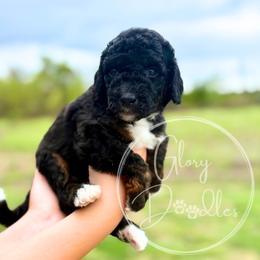 Asiago - Yellow - Tri-color male Bernedoodle puppy in Rockwall, Texas from Glory Doodles