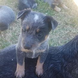 Australian Cattle Dog Puppies from LoveAHeeler