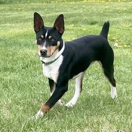 Foxy - Rat Terrier