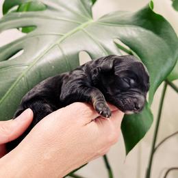 Goldendoodle and Golden Retriever Puppies from Canterbury Canines