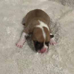 Gina - Red female Pembroke Welsh Corgi puppy in Morgantown, Pennsylvania from GoldStar Corgis (License Number 18519)