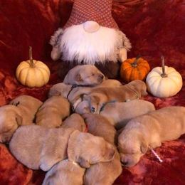 Golden Retriever Puppies from Heartstone Goldens