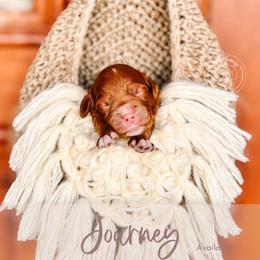 Journey - Red  female Goldendoodle puppy in Mahomet, Illinois from Jordan Family Doodles