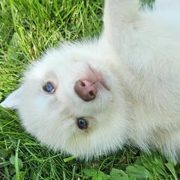 Ace - Red and white male Siberian Husky puppy in Wisconsin from Liberty Siberians